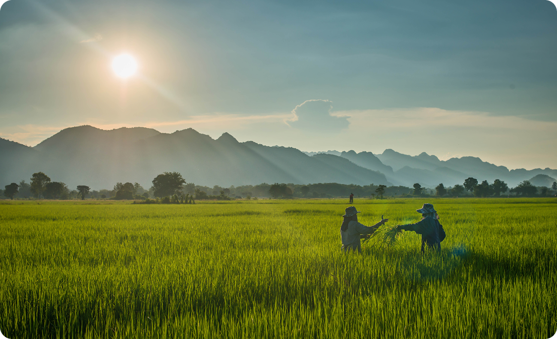 Agriculture in Indonesia
